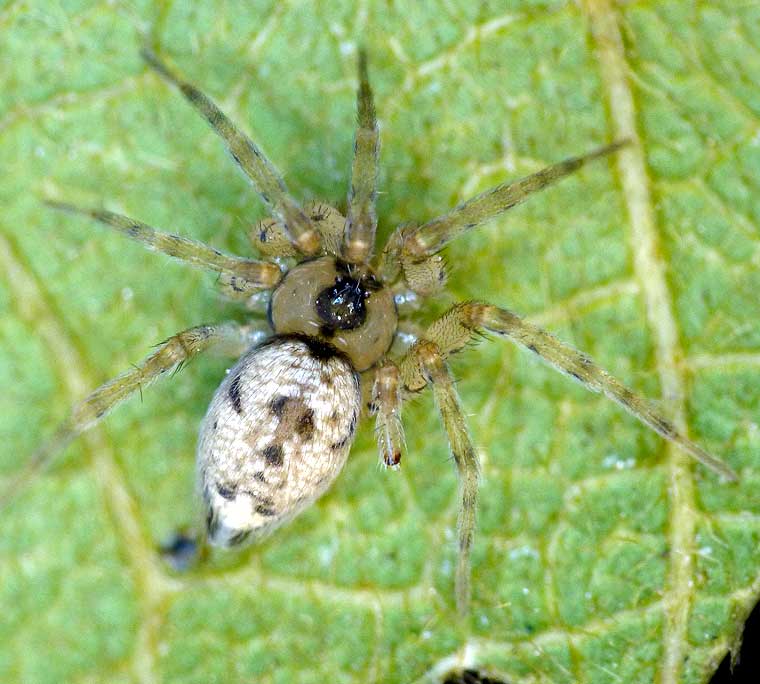 Oecobius navus