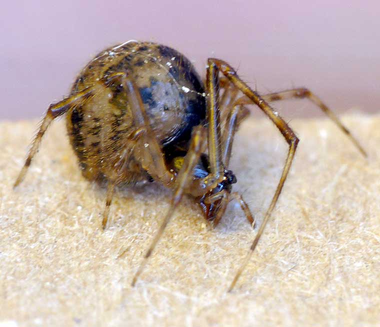 Parasteatoda tepidariorum