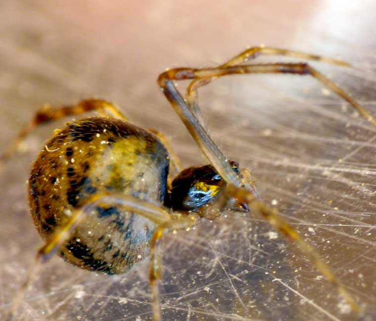 Parasteatoda tepidariorum 