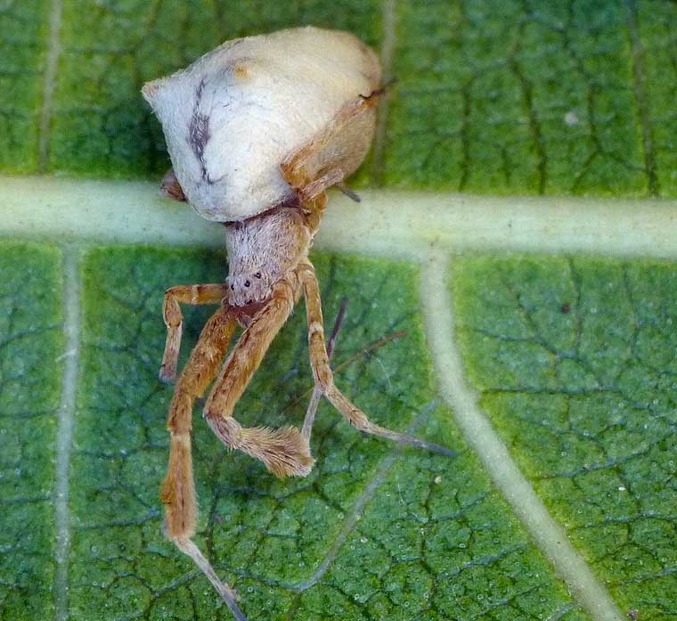 Uloborus barbipes 