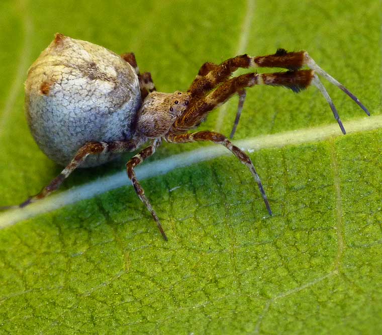 Uloborus barbipes 