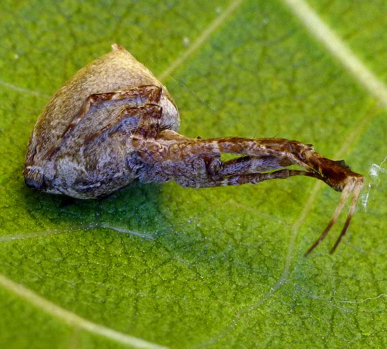 Uloborus barbipes 