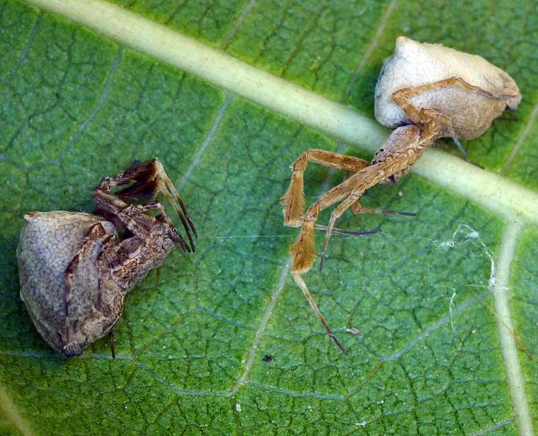 Uloborus barbipes 