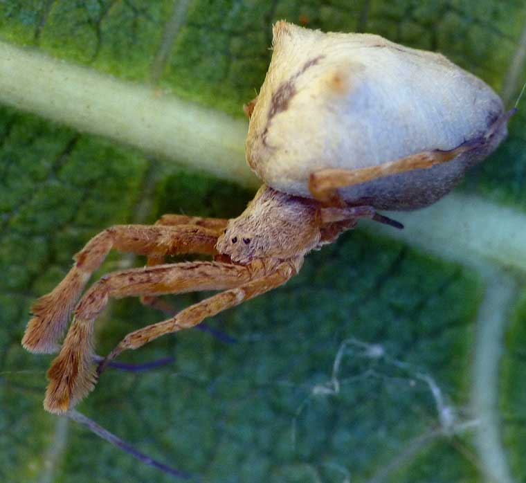 Uloborus barbipes 