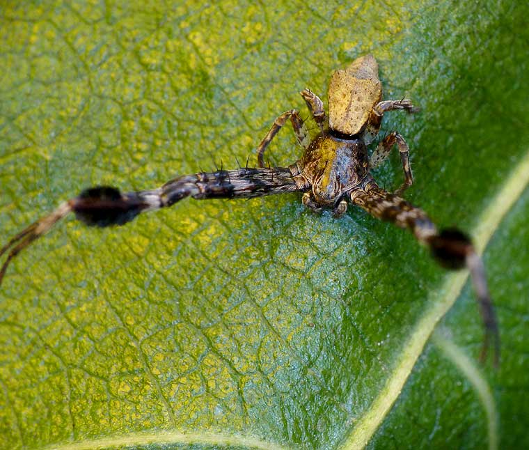 Stephanopis barbipes male