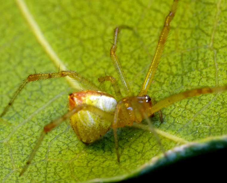 Theridion pyramidale