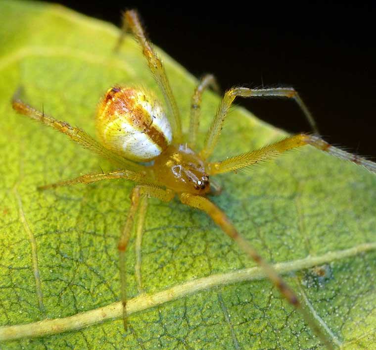 Theridion pyramidale