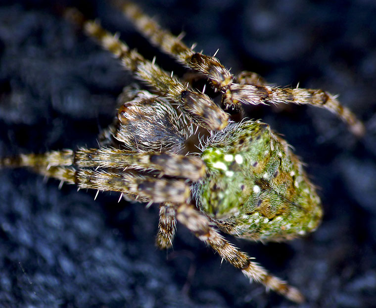 Araneid spider