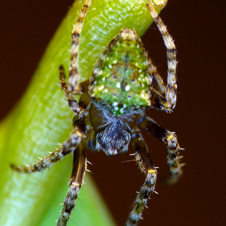 Araneid spider