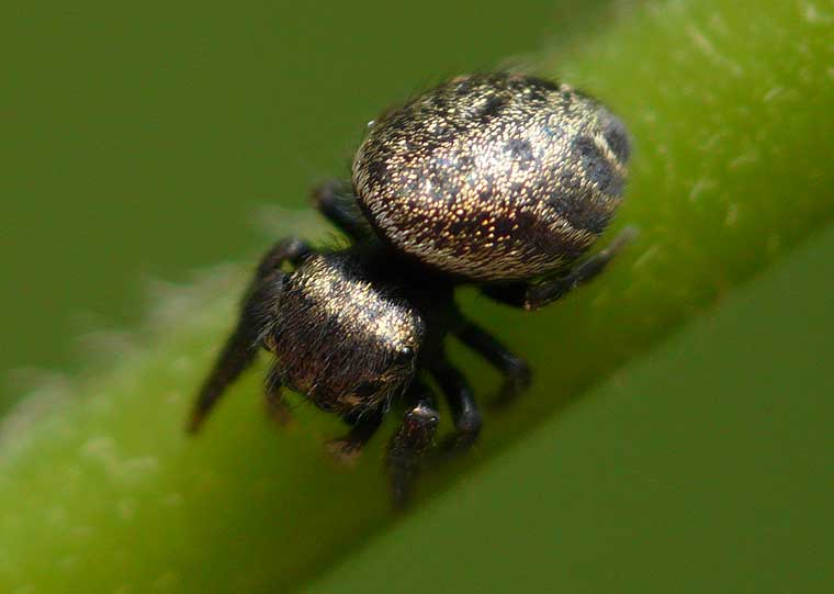 Simaetha thoracica