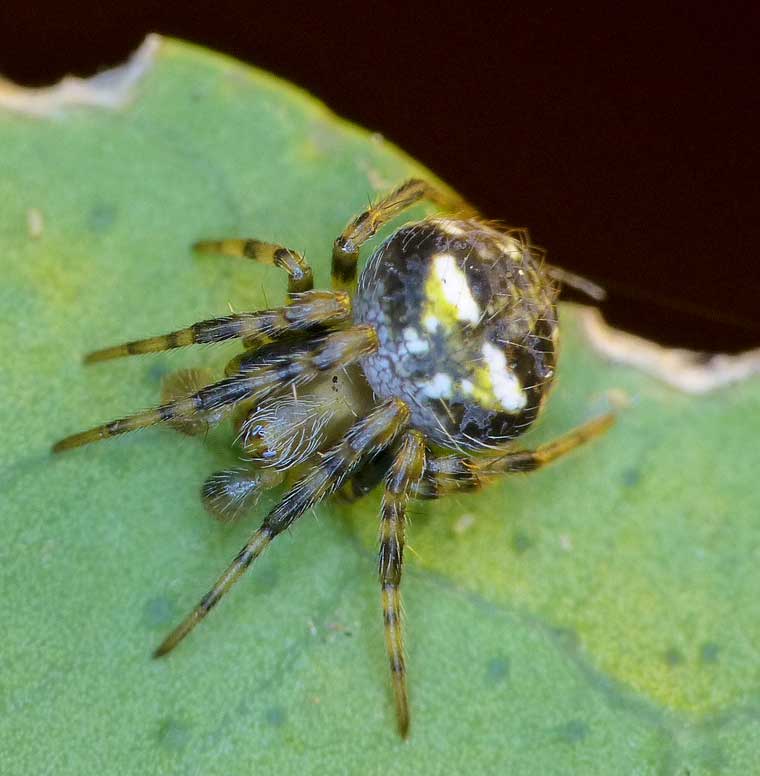 Araneus albotriangulus