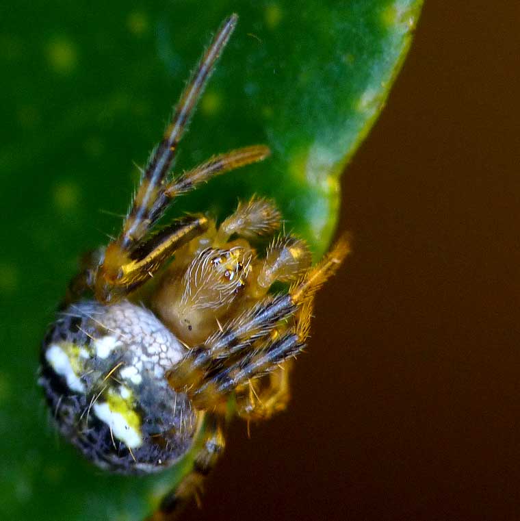 Araneus albotriangulus