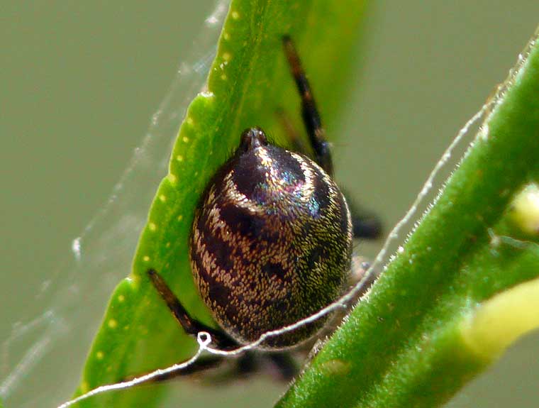 Simaetha thoracica