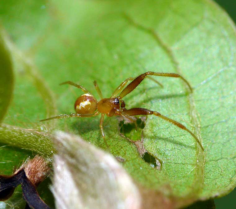 Theridiid sp? male with fat thighs