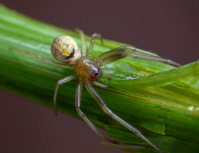 Tetragnathidae > Deliochus