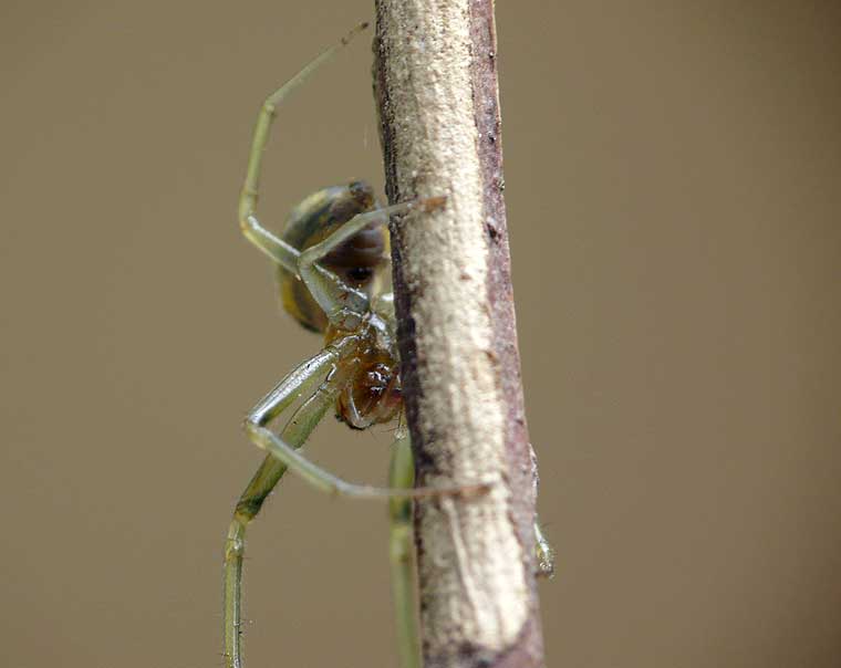 Tetragnathidae > Deliochus