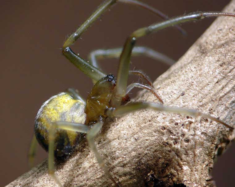 Tetragnathidae > Deliochus