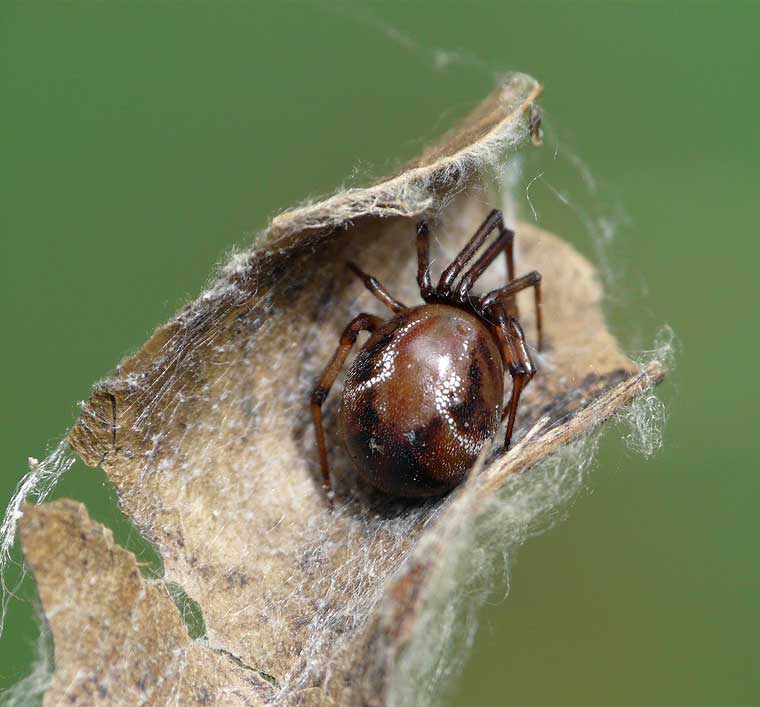 Parasteatoda mundula 