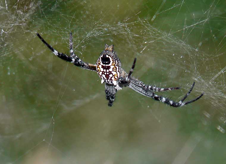 Cyrtophora moluccensis