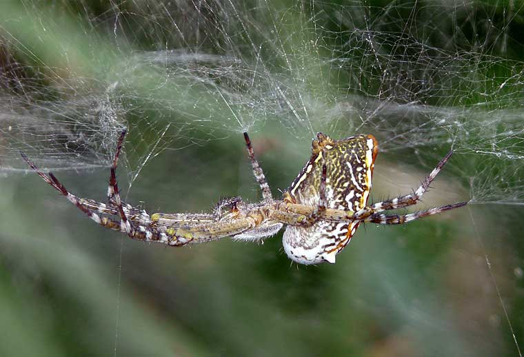 Cyrtophora moluccensis