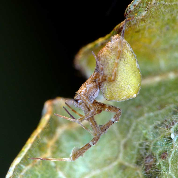 Uloborus barbipes 