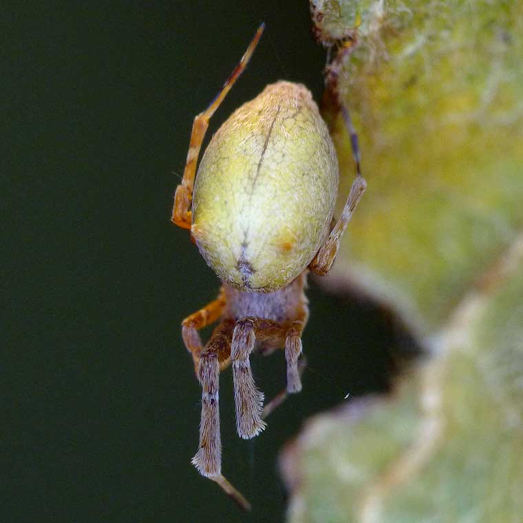 Uloborus barbipes 