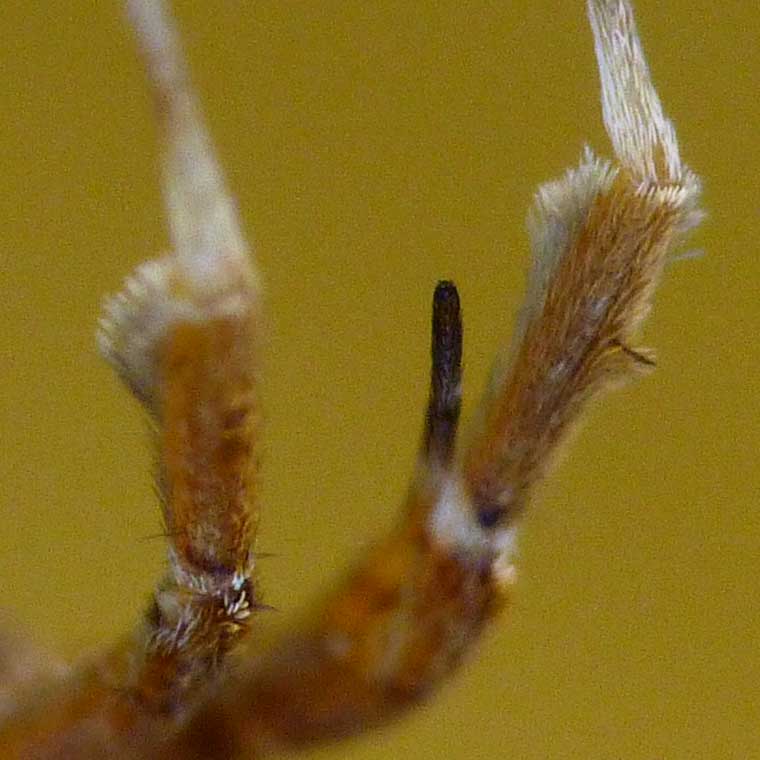 Uloborus barbipes 