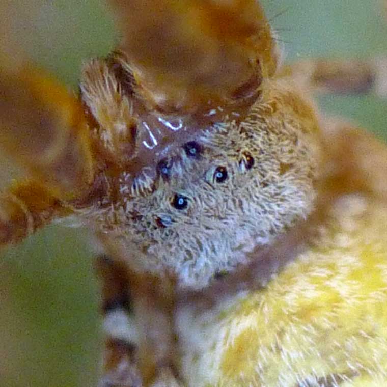 Uloborus barbipes 