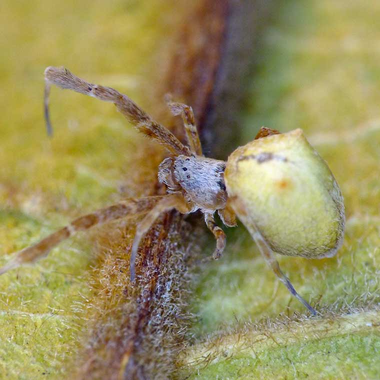 Uloborus barbipes 