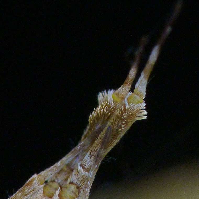 Uloborus barbipes 