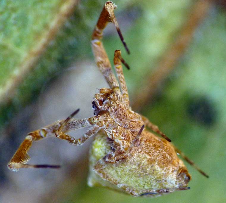 Uloborus barbipes 