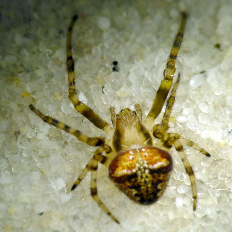 Araneus albotriangulus