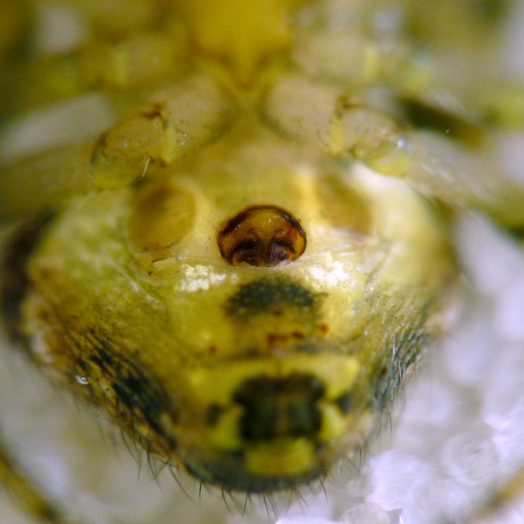 Araneus albotriangulus