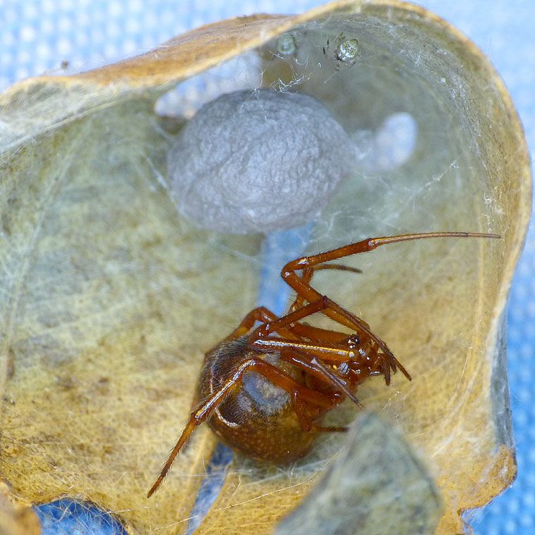 Parasteatoda decorata 