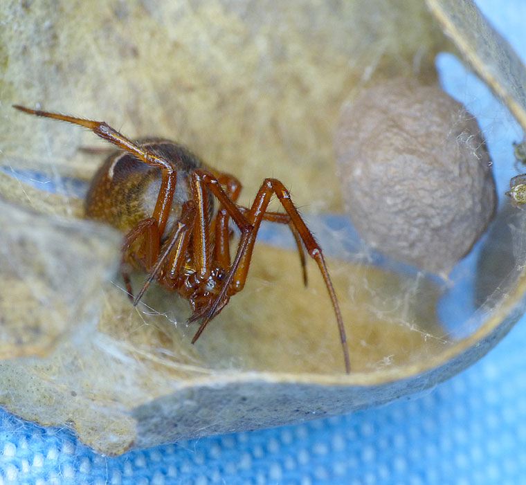 Parasteatoda decorata 