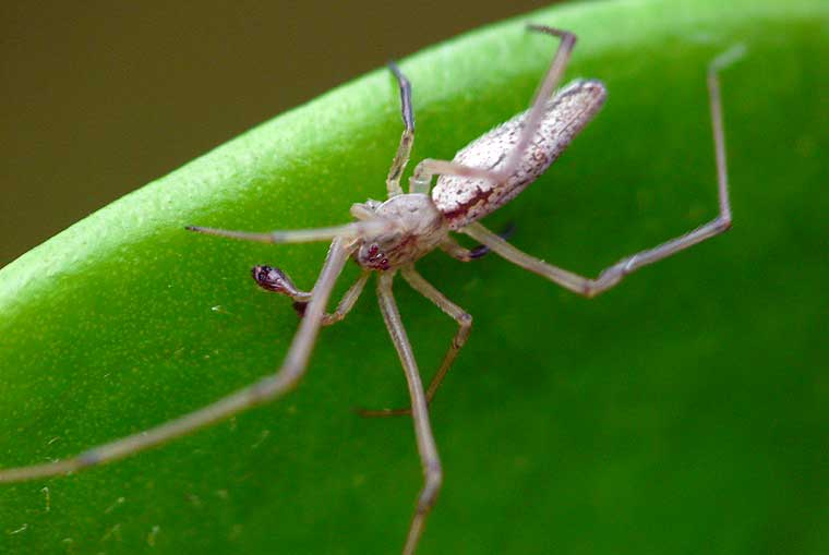 Tetragnatha