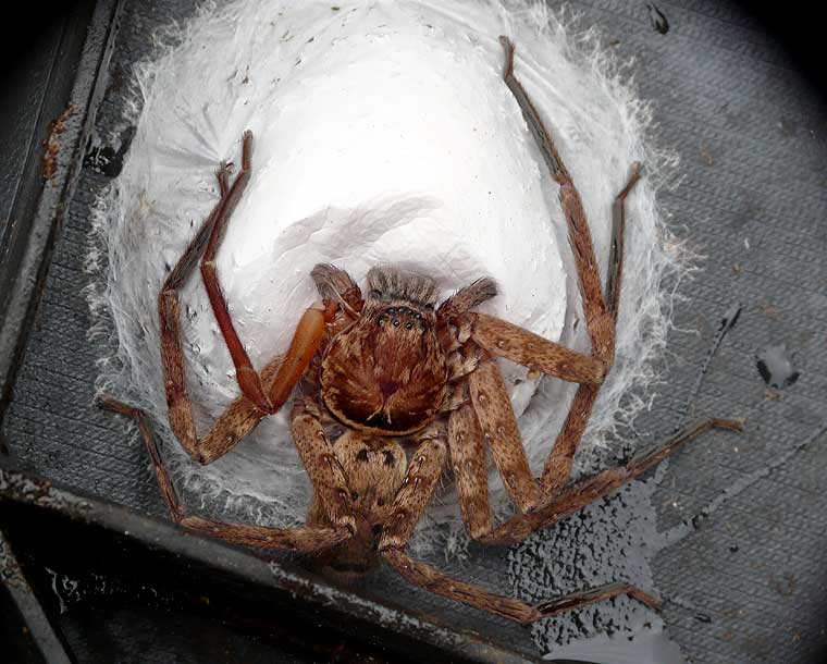 Huntsman Spider Sparassidae 