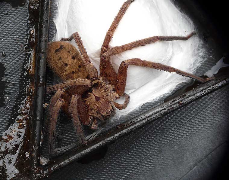 Huntsman Spider Sparassidae 