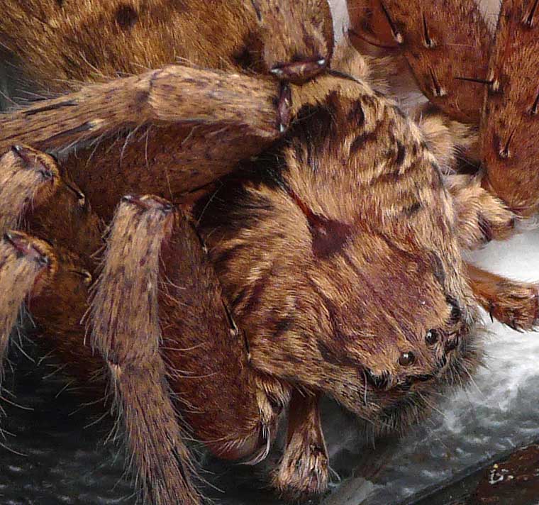 Huntsman Spider Sparassidae