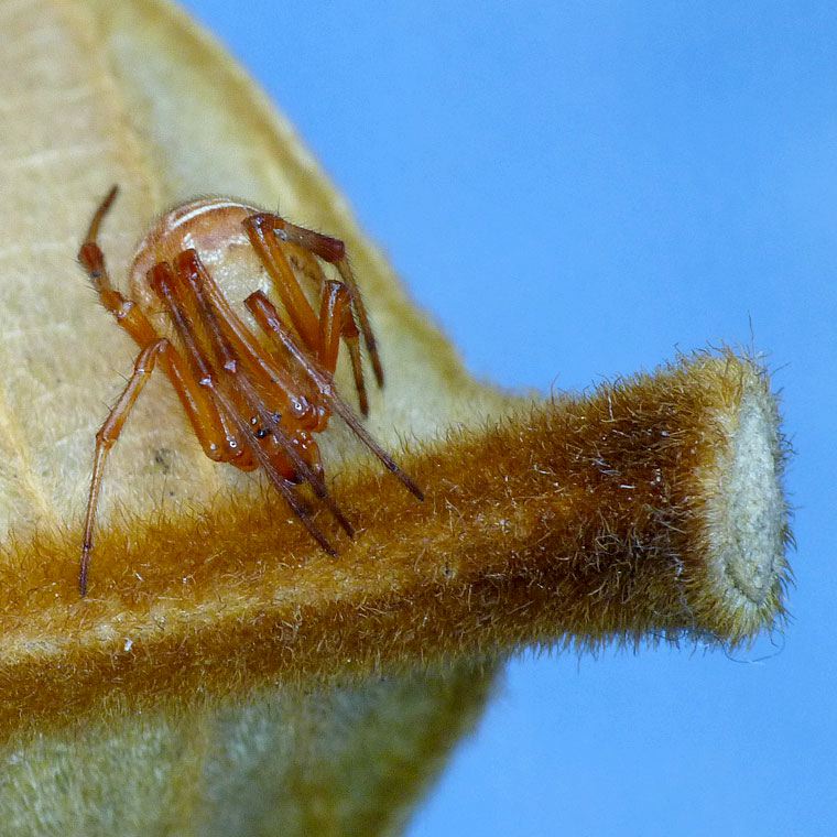 Parasteatoda decorata 