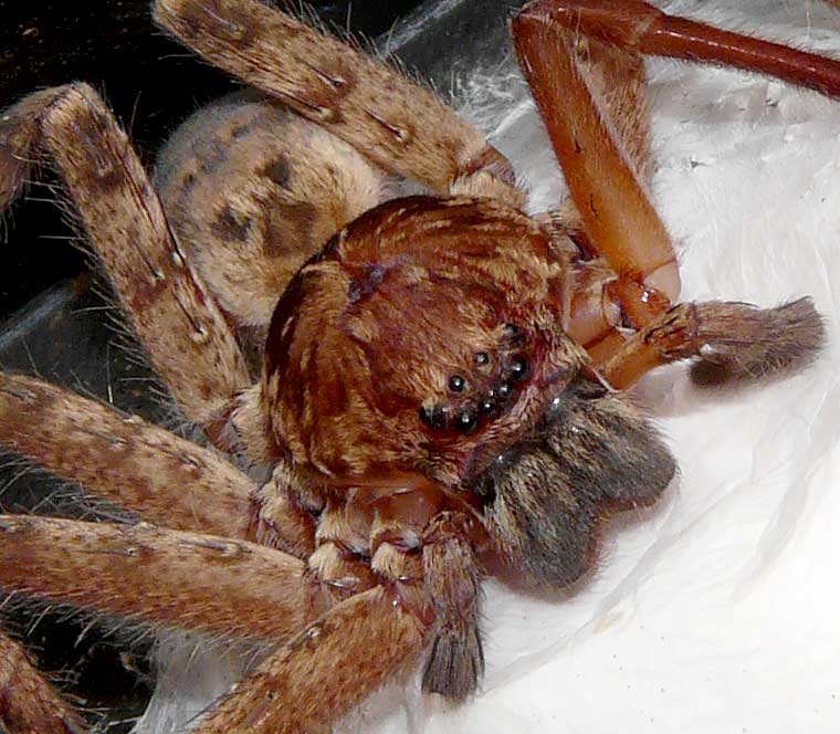 Huntsman Spider Sparassidae 