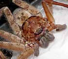 Huntsman Spider Sparassidae