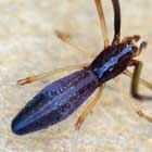 Argyrodes sp