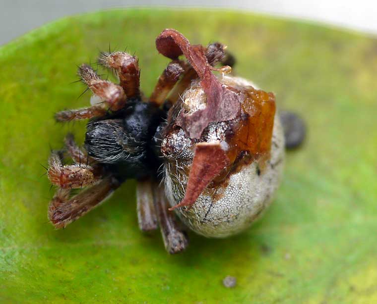 Araneus albida