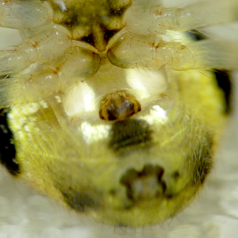 Araneus albotriangulus