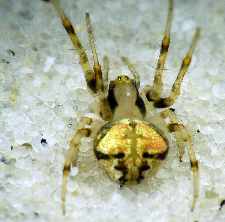 Araneus alb