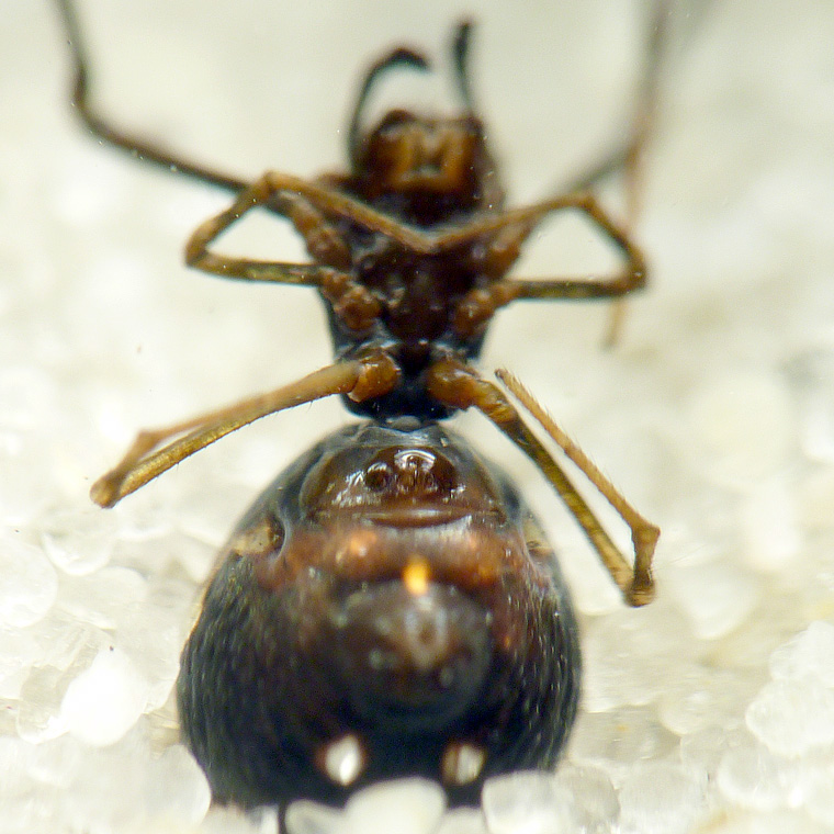 Argyrodes rainbowi