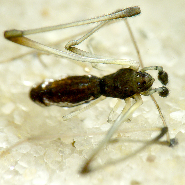 Argyrodes rainbowi