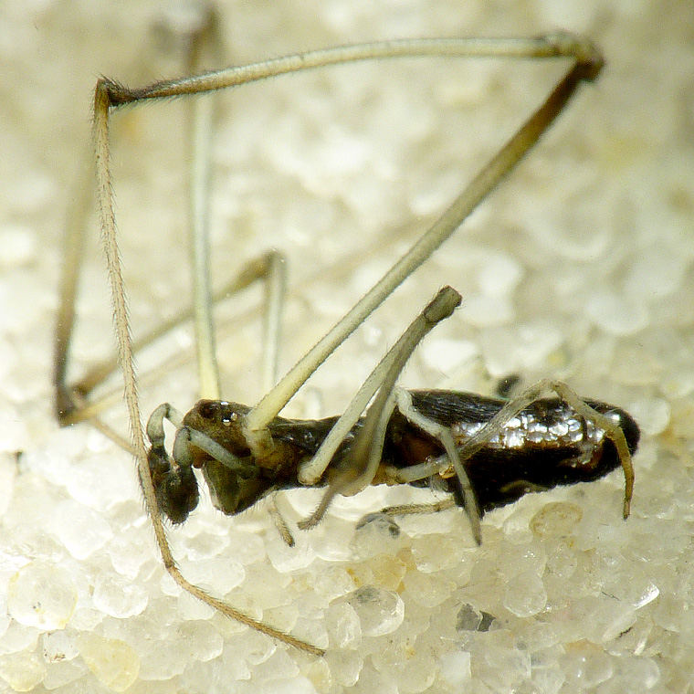 Argyrodes rainbowi