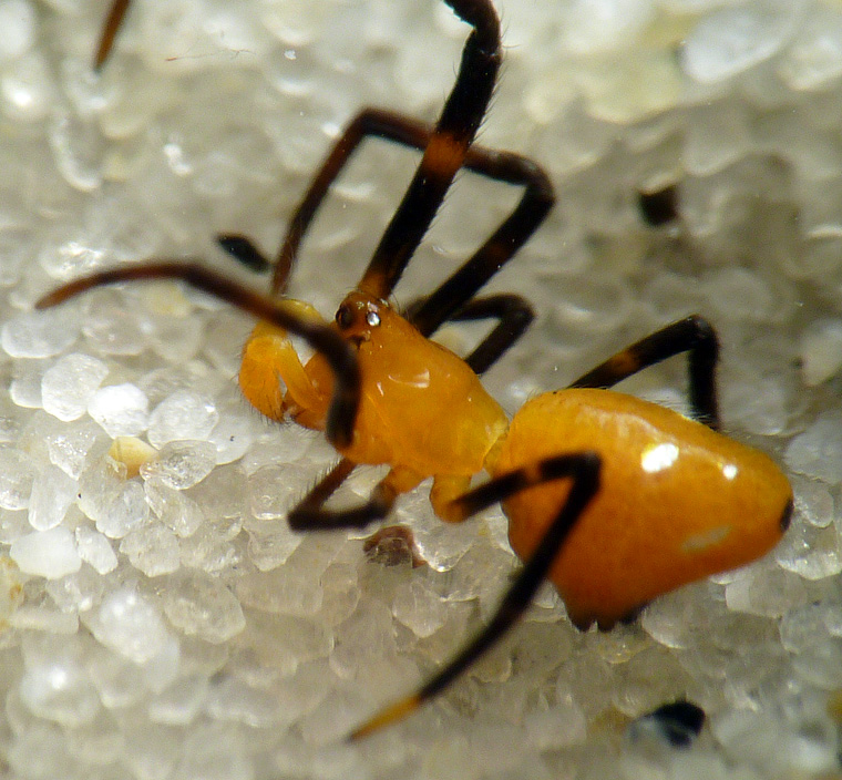 Argyrodes miniaceus (Doleschall, 1857)